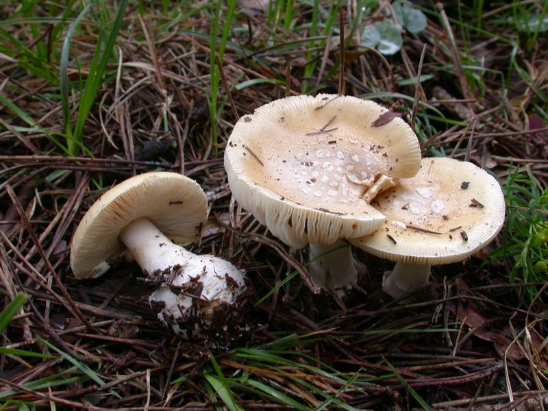 Mycoflora Toscana - Funghi  del tardo inverno e primaverili